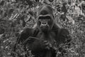 King #I — fine art print by Adam Oswell, project Salvation
