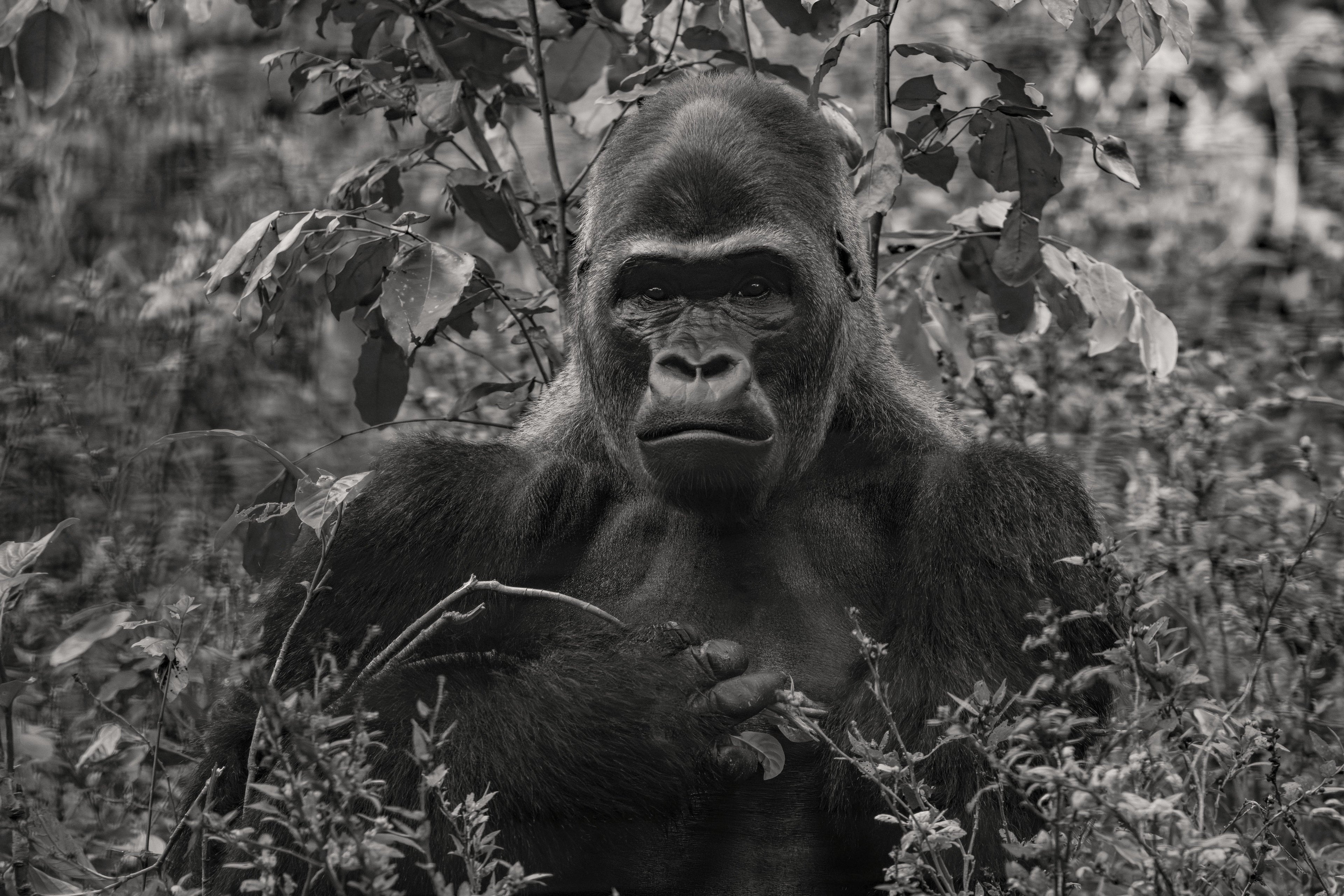 King #I — fine art print by Adam Oswell, project Salvation