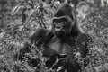 King #II — fine art print by Adam Oswell, project Salvation