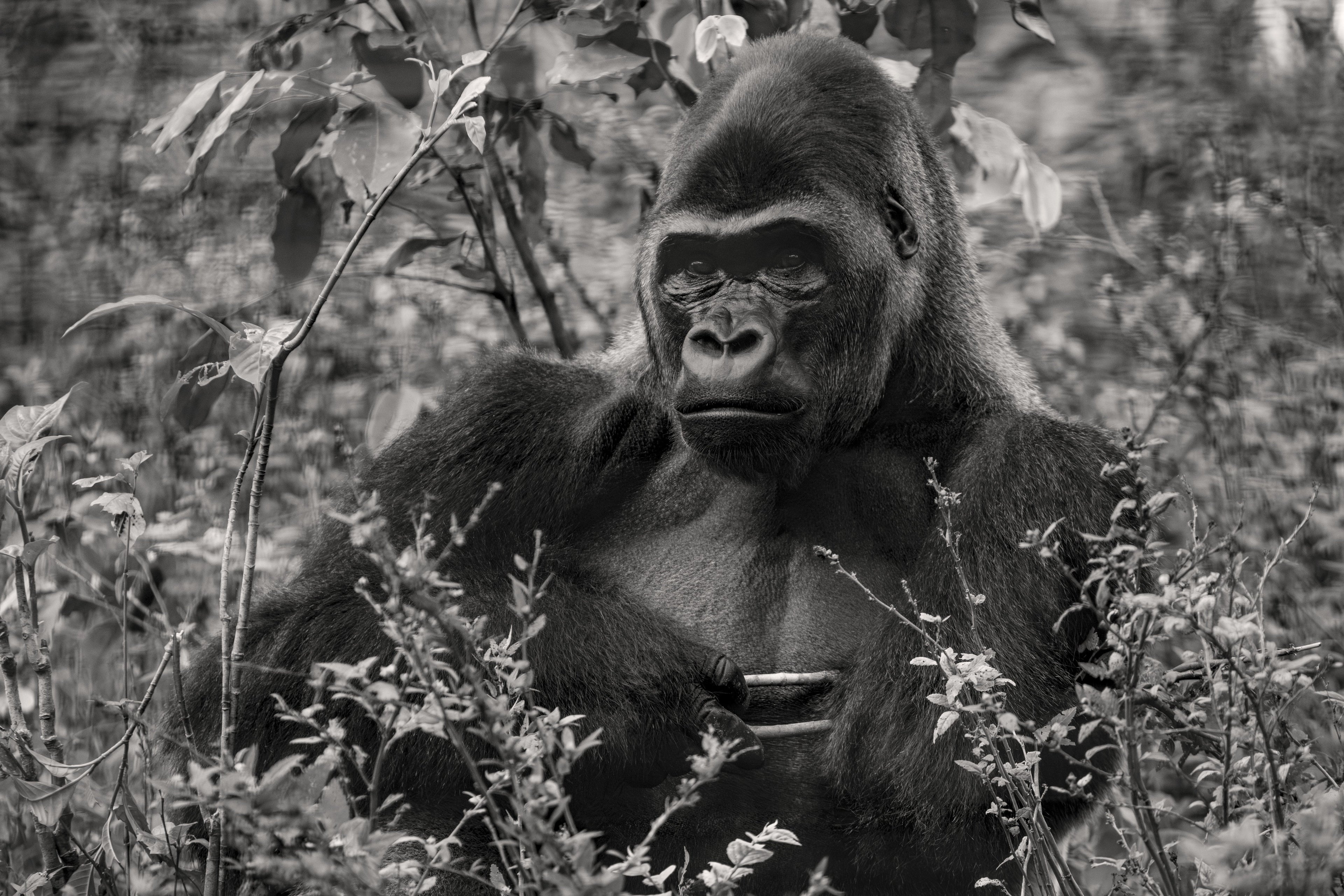 King #II — fine art print by Adam Oswell, project Salvation