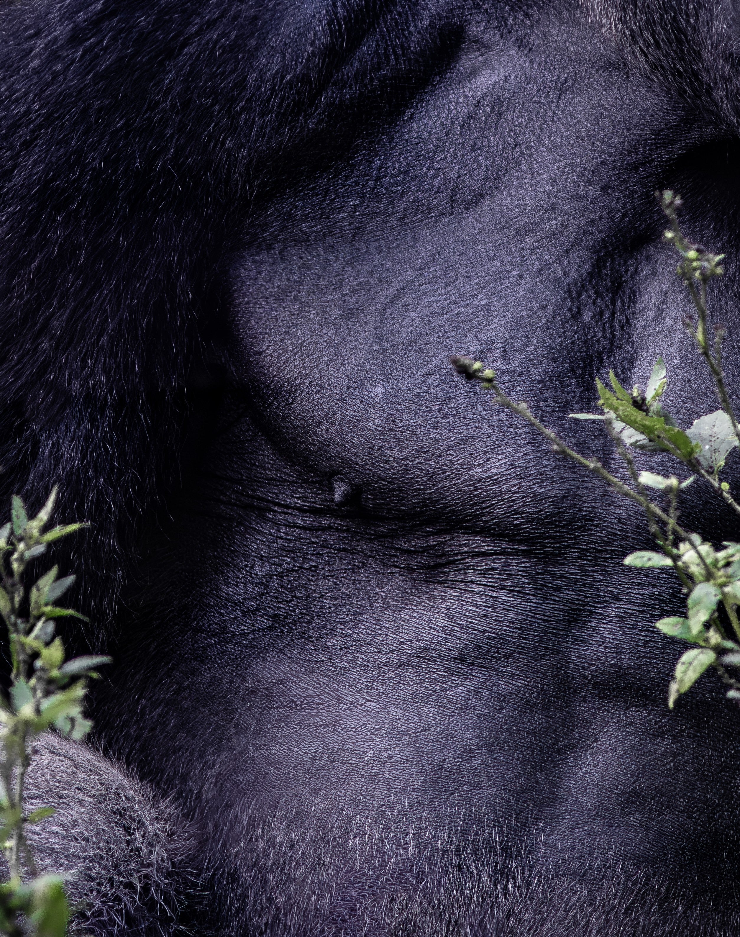 Ancestral Forms #I — fine art print by Adam Oswell, project Salvation