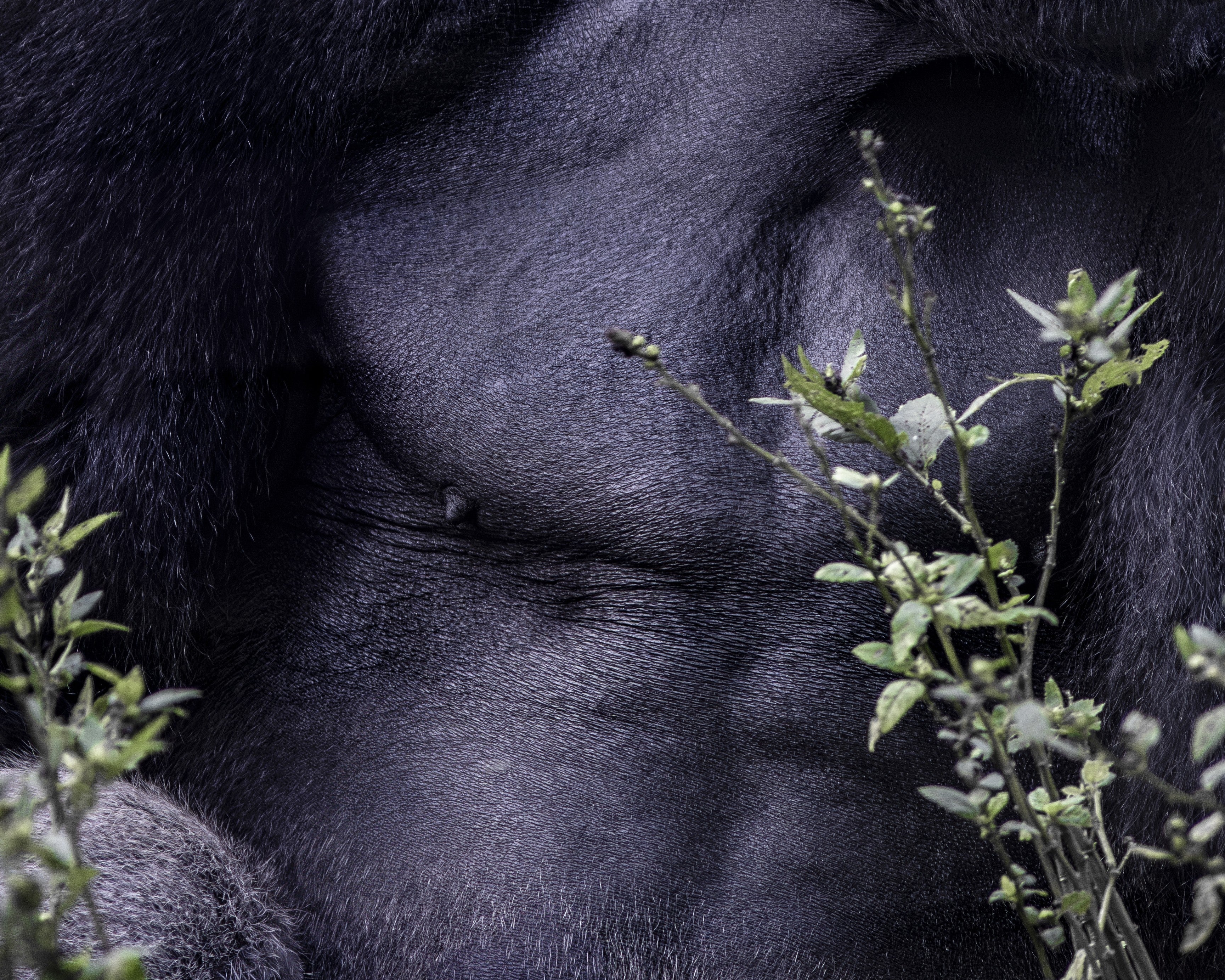 Ancestral Forms #II — fine art print by Adam Oswell, project Salvation