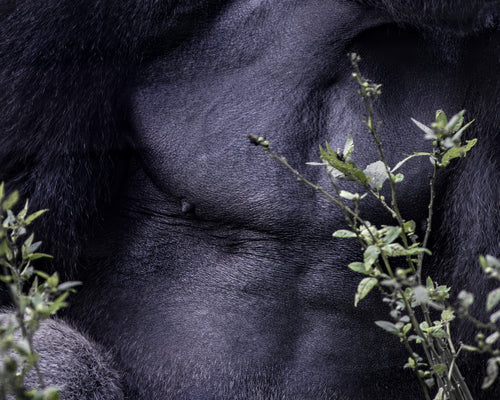 Ancestral Forms #II — fine art print by Adam Oswell, project Salvation
