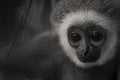Innocence — fine art print by Adam Oswell, project Salvation