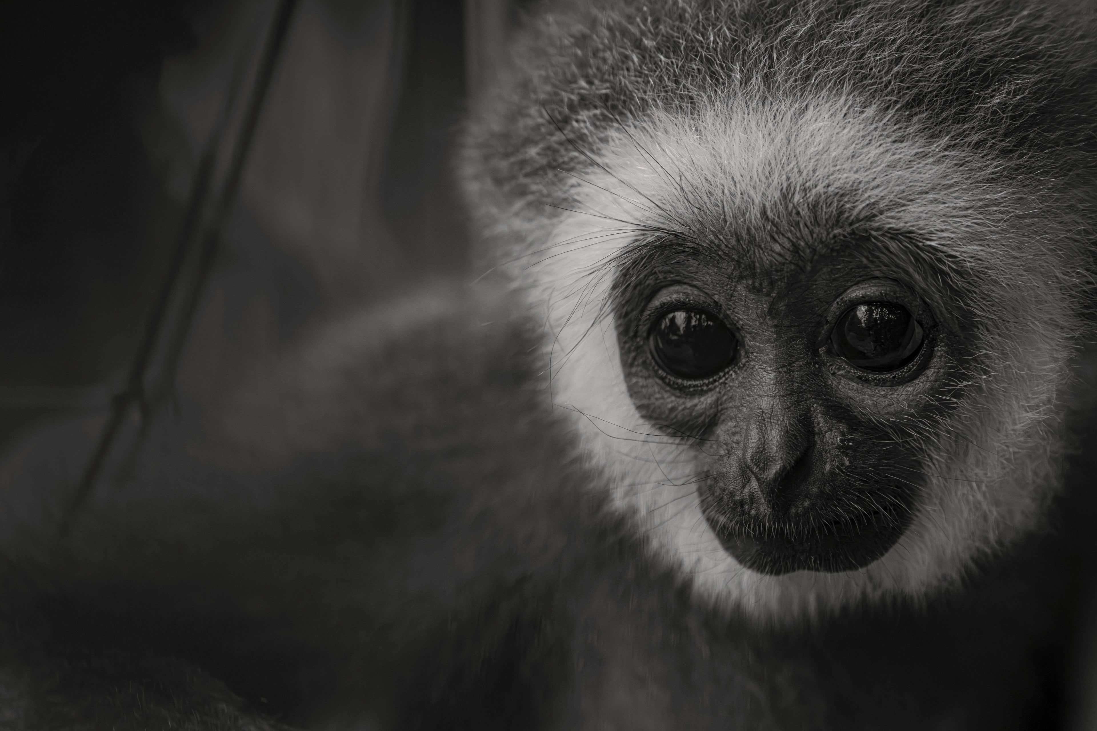 Innocence — fine art print by Adam Oswell, project Salvation