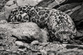 Ghost I — snow leopard, fine art print by Adam Oswell, project Salvation