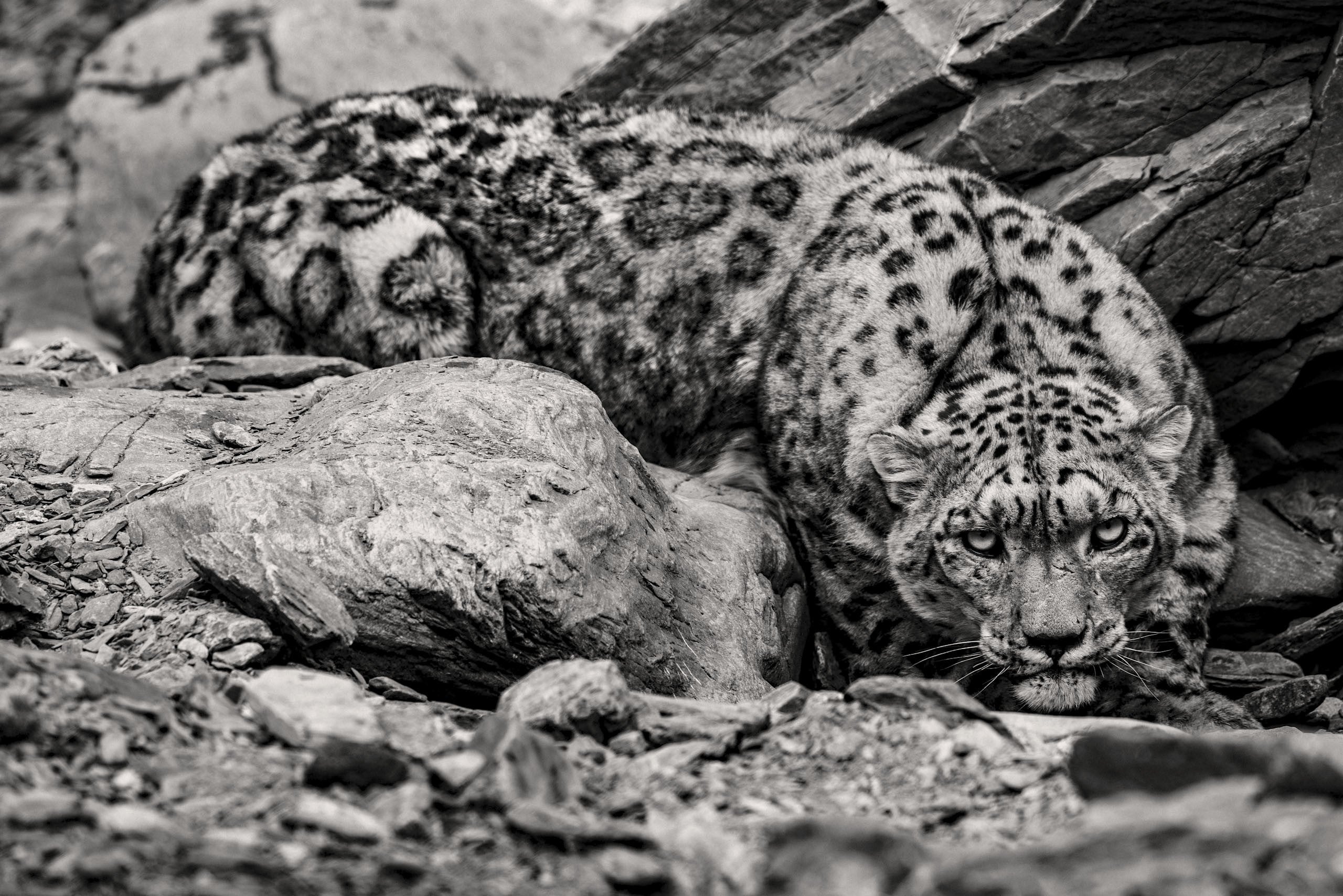 Ghost I — snow leopard, fine art print by Adam Oswell, project Salvation