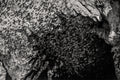 Emergence — bats and limestone cliffs, fine art print by Adam Oswell, project Salvation