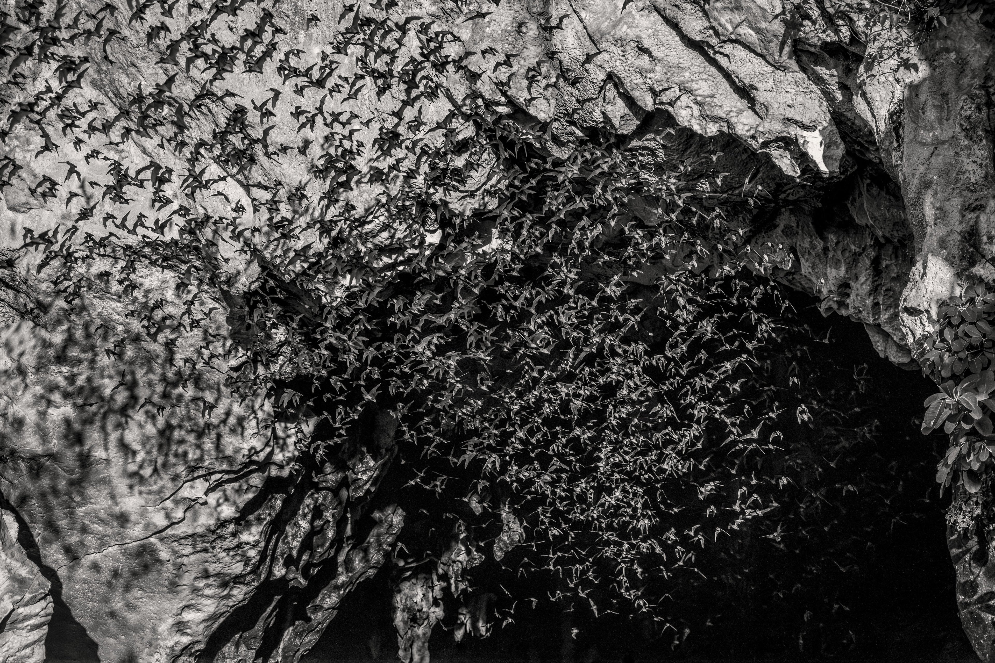 Emergence — bats and limestone cliffs, fine art print by Adam Oswell, project Salvation