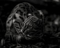 Jungle Cat — Asian leopard cat, fine art print by Adam Oswell, project Salvation