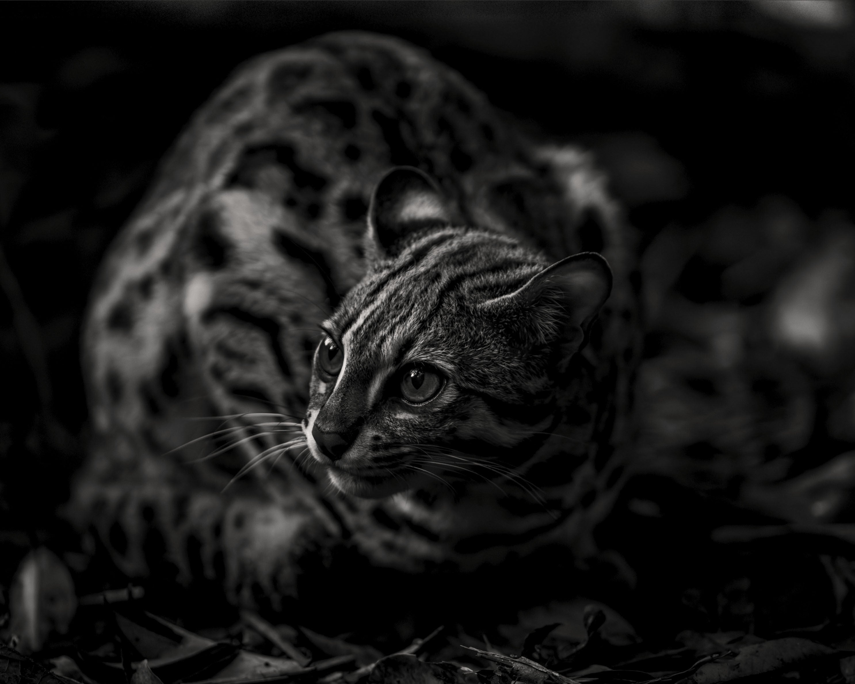 Jungle Cat — Asian leopard cat, fine art print by Adam Oswell, project Salvation