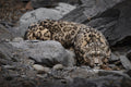 Ghost II — snow leopard, fine art print by Adam Oswell, project Salvation