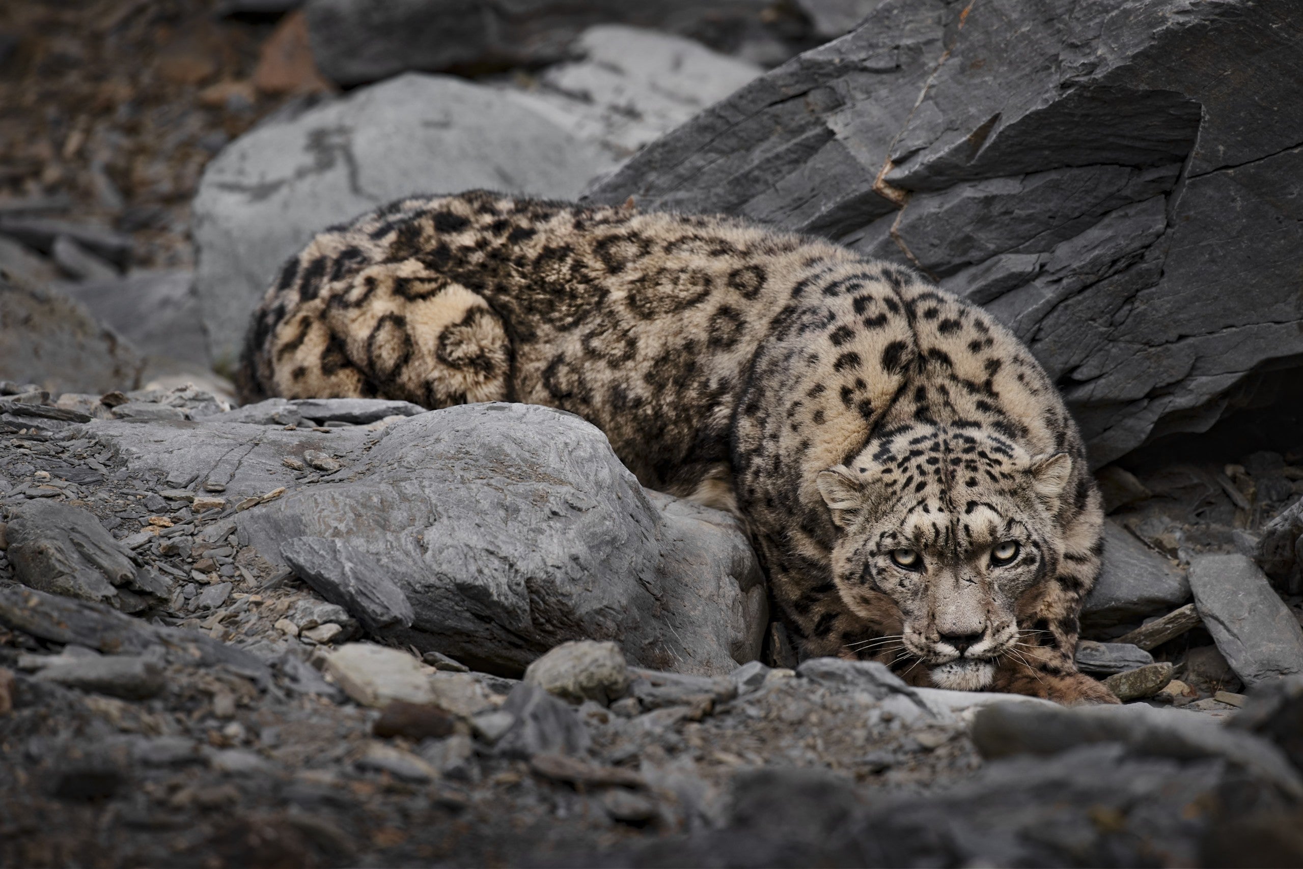 Ghost II — snow leopard, fine art print by Adam Oswell, project Salvation