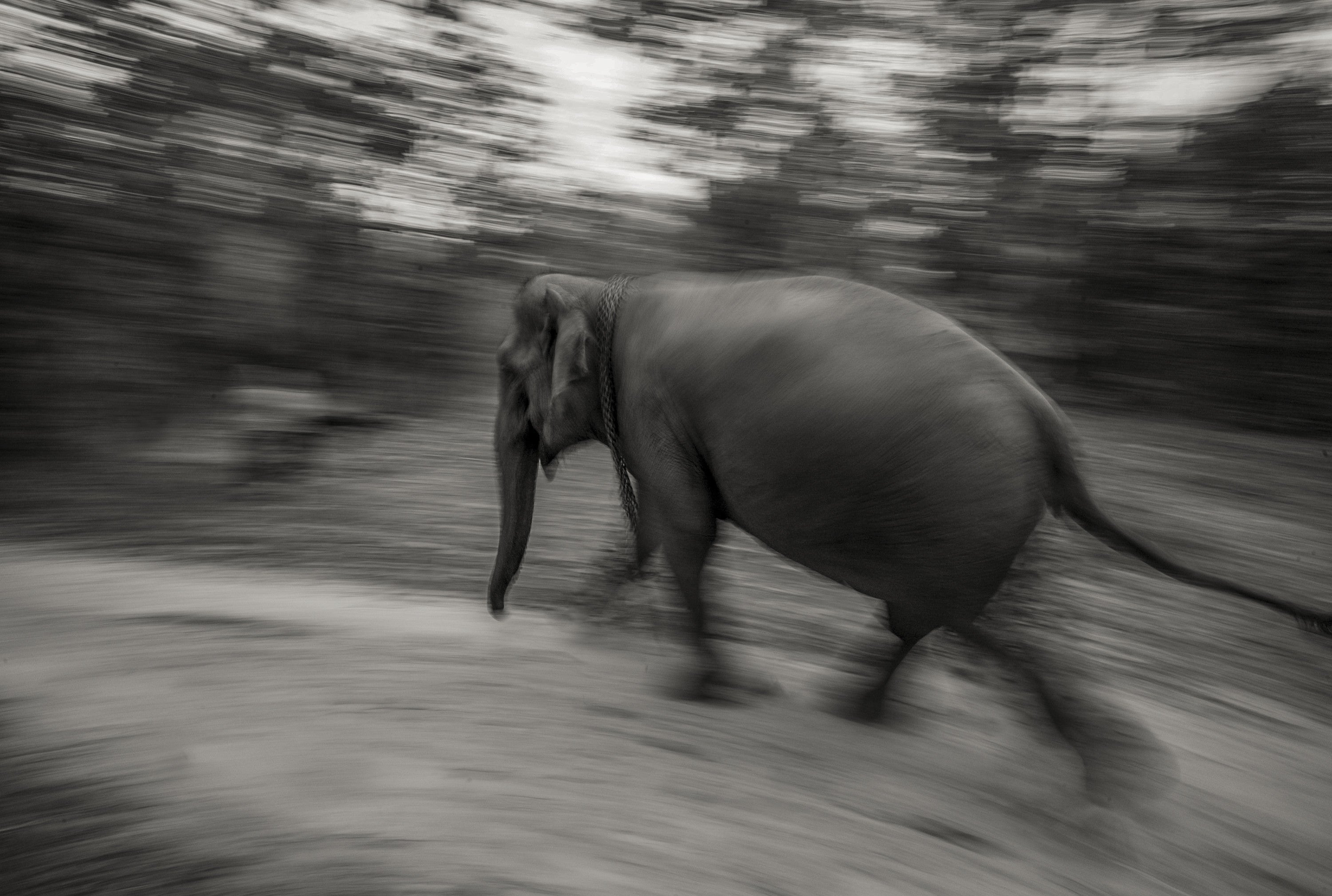 Elephas — fine art print by Adam Oswell, project Salvation