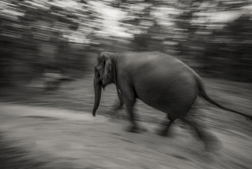 Elephas — fine art print by Adam Oswell, project Salvation
