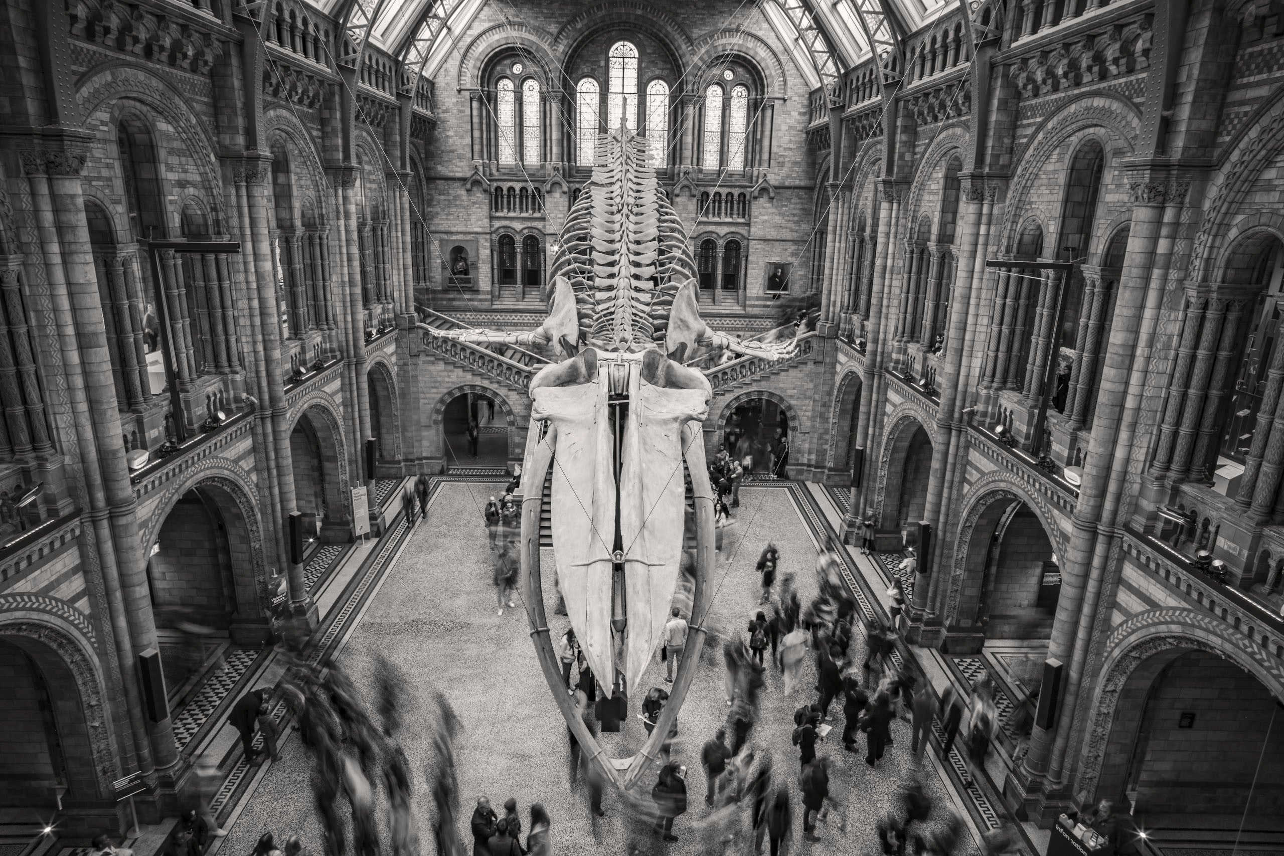 Hope — blue whale skeleton, Natural History Museum, fine art print by Adam Oswell, project Salvation